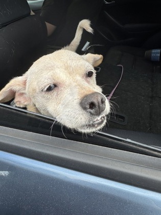 Shelter Stray Unknown Dog last seen Near 2nd Ave, Decatur, GA 30032, 30032, GA, 3280 Chamblee Dunwoody Rd, Chamblee, GA 30341, USA