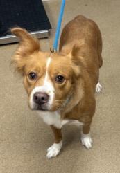 Shelter Stray Female Dog last seen , , GA, 3280 Chamblee Dunwoody Rd, Chamblee, GA 30341, USA
