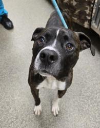 Shelter Stray Male Dog last seen columbia, Middletown, OH, 1820 Princeton Rd, Hamilton, OH 45011, USA
