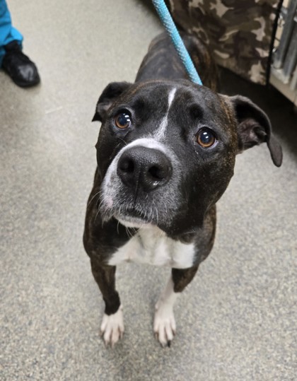 Shelter Stray Male Dog last seen columbia, Middletown, OH, 1820 Princeton Rd, Hamilton, OH 45011, USA