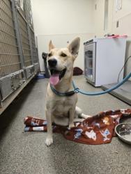 Shelter Stray Female Dog last seen carmody//river, Middletown, OH, 1820 Princeton Rd, Hamilton, OH 45011, USA