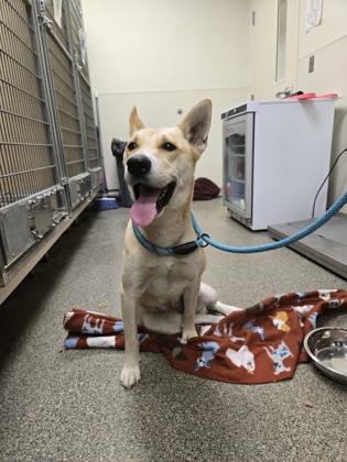 Shelter Stray Female Dog last seen carmody//river, Middletown, OH, 1820 Princeton Rd, Hamilton, OH 45011, USA