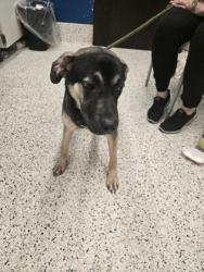 Shelter Stray Female Dog last seen Near South Fulton Ave, Hapeville, GA, 1251 Fulton Industrial Blvd NW, Atlanta, GA 30336, USA