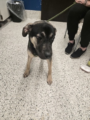 Shelter Stray Female Dog last seen Near South Fulton Ave, Hapeville, GA, 1251 Fulton Industrial Blvd NW, Atlanta, GA 30336, USA