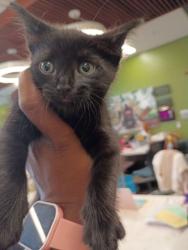 Shelter Stray Female Cat last seen Near Fairburn Rd, Atlanta, GA, 1251 Fulton Industrial Blvd NW, Atlanta, GA 30336, USA
