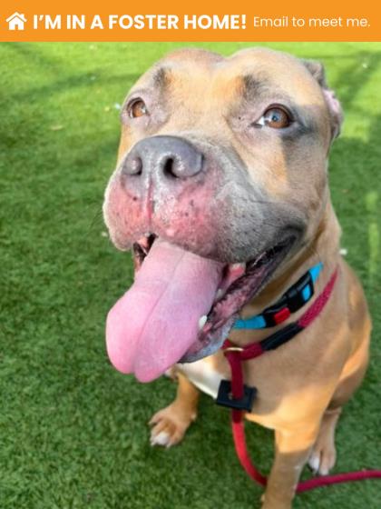 Shelter Stray Female Dog last seen Near Maude, 21225, MD, 2490 Giles Rd, Baltimore, MD 21225, USA