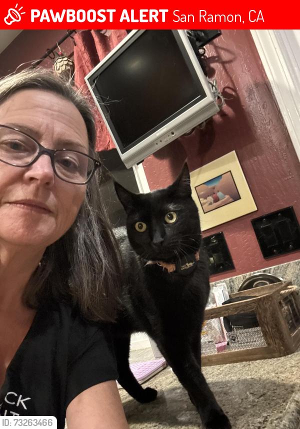 Lost Male Cat last seen Fircrest lane and Craydon Ct, San Ramon, CA 94583