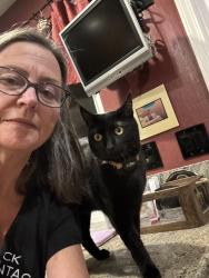 Lost Male Cat last seen Fircrest lane and Craydon Ct, San Ramon, CA 94583
