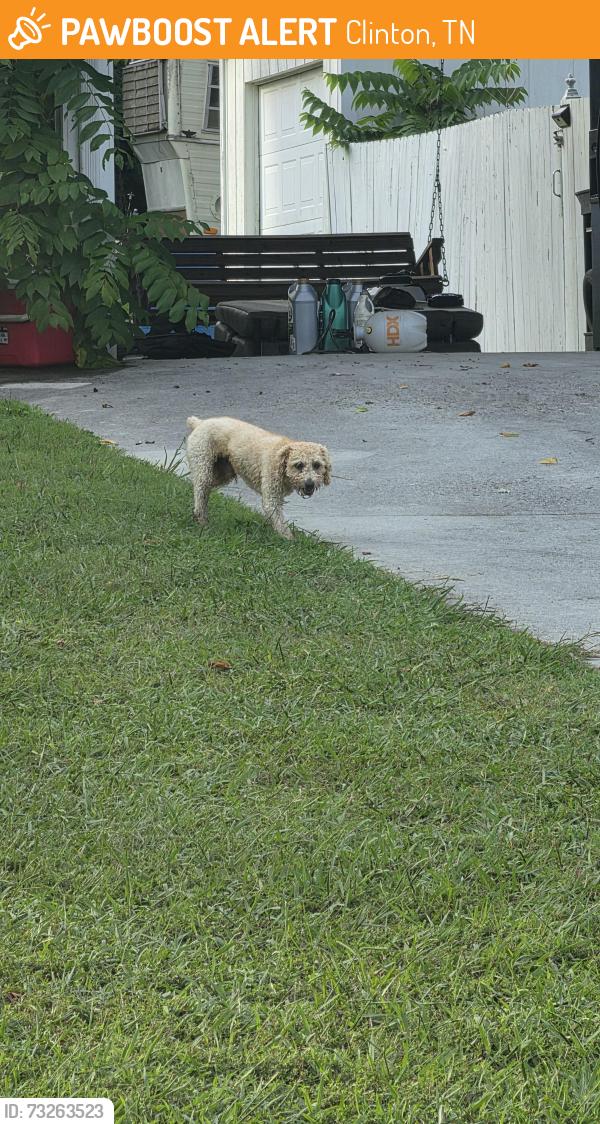 Found/Stray Unknown Dog last seen Near Reynolds Avenue, Clinton, TN 37716