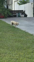 Found/Stray Unknown Dog last seen Near Reynolds Avenue, Clinton, TN 37716