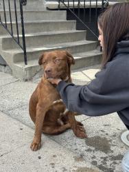 Found/Stray Male Dog last seen Near Martín Luther king jr way Oakland, Oakland, CA 94609