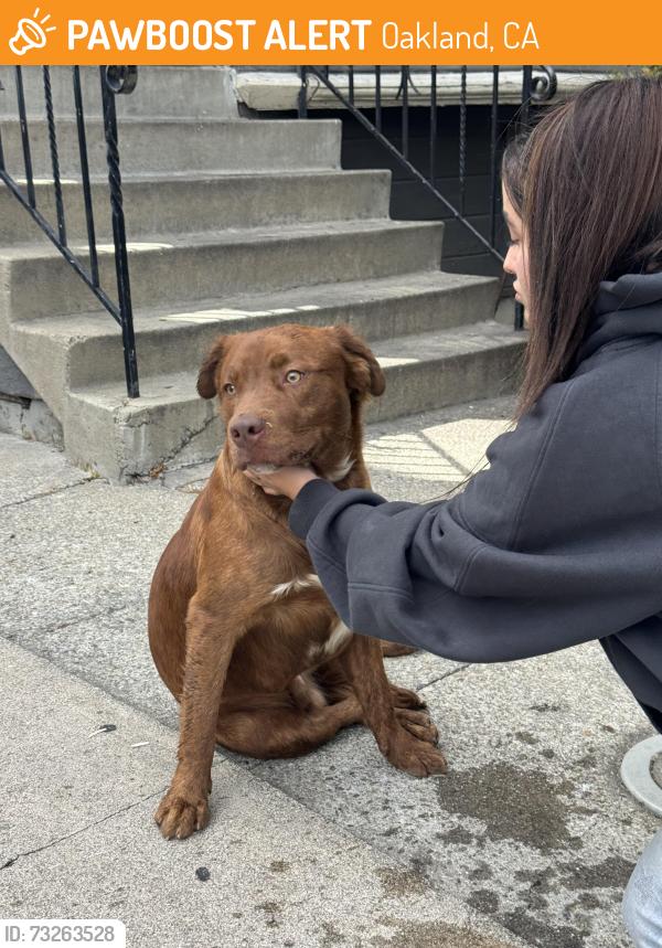 Found/Stray Male Dog last seen Near Martín Luther king jr way Oakland, Oakland, CA 94609