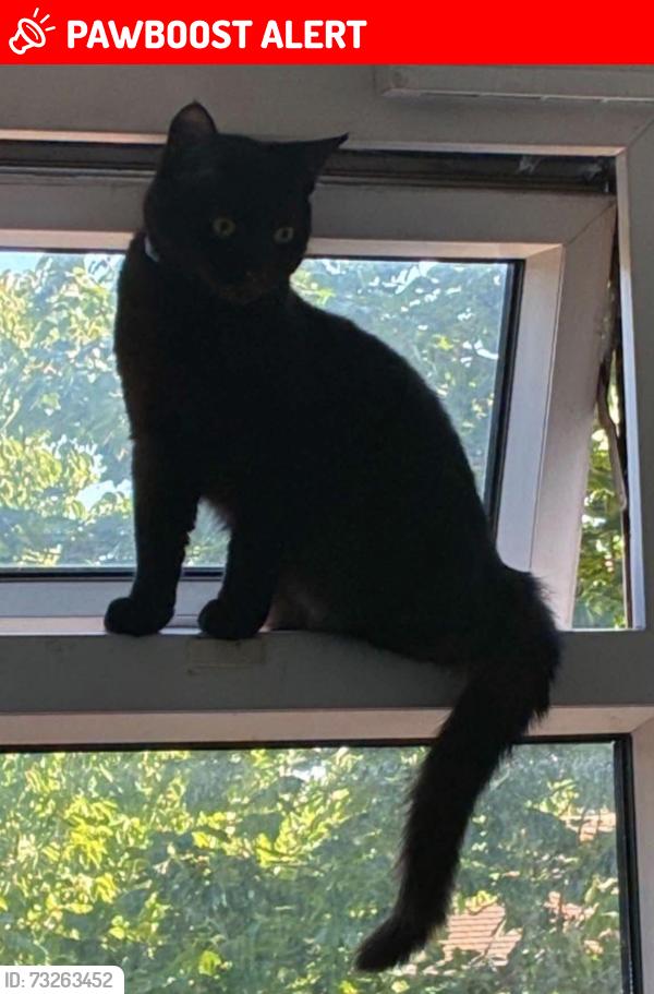 Lost Male Cat last seen Frensham drive, New Addington, England 