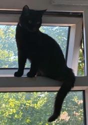 Lost Male Cat last seen Frensham drive, New Addington, England 