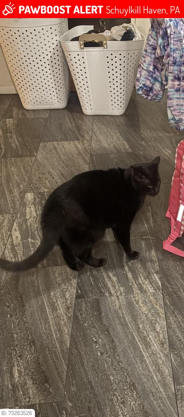 Lost Male Cat last seen Near Union St or Green St, Schuylkill Haven, PA 17972
