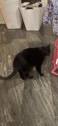 Lost Male Cat last seen Near Union St or Green St, Schuylkill Haven, PA 17972