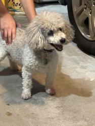 Reunited Male Dog last seen 147th street, young street, Bennington, NE 68007