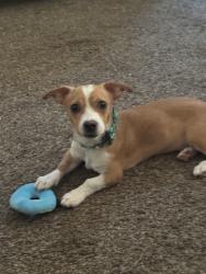 Lost Male Dog last seen Belmont Avenue and Fulton Are, Fresno, CA 93701