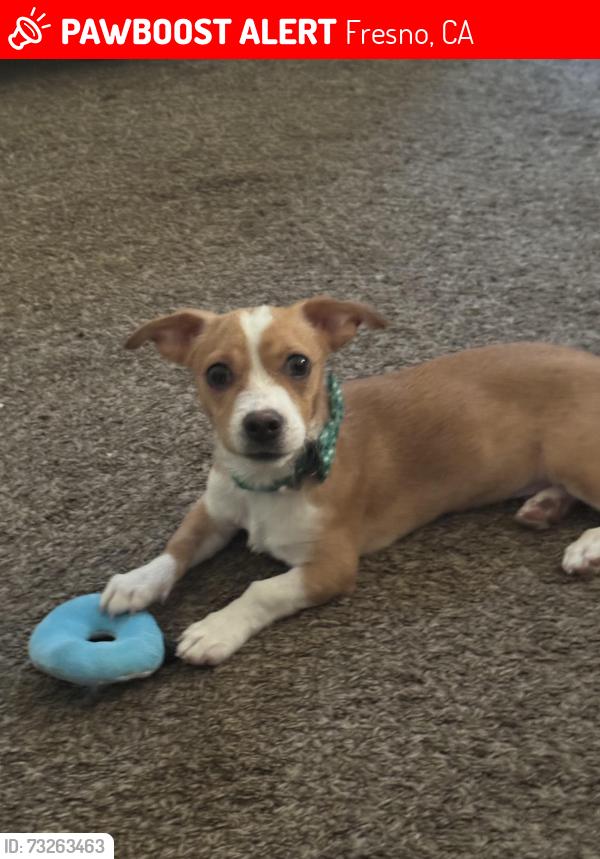 Lost Male Dog last seen Belmont Avenue and Fulton Are, Fresno, CA 93701