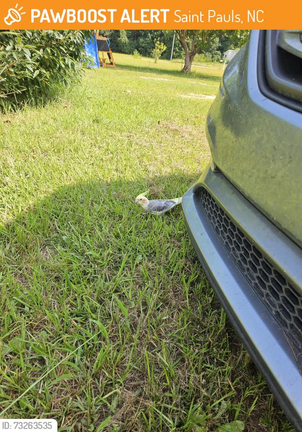 Found/Stray Male Bird last seen Shaw Mill Rd Area, Saint Pauls, NC 28384