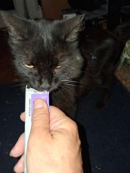 Lost Male Cat last seen Across from Erickson Veterinary hosp, Chico, CA 95928