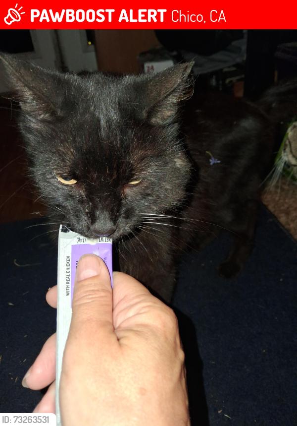 Lost Male Cat last seen Across from Erickson Veterinary hosp, Chico, CA 95928