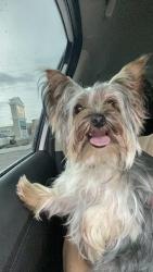 Reunited Male Dog last seen Near Camden Hill court in timberlane subdivision, Town 'n' Country, FL 33615