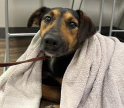 Shelter Stray Male Dog last seen Southcrest Neighborhood, San Diego, CA, 92113, 5500 Gaines St, San Diego, CA 92110, USA