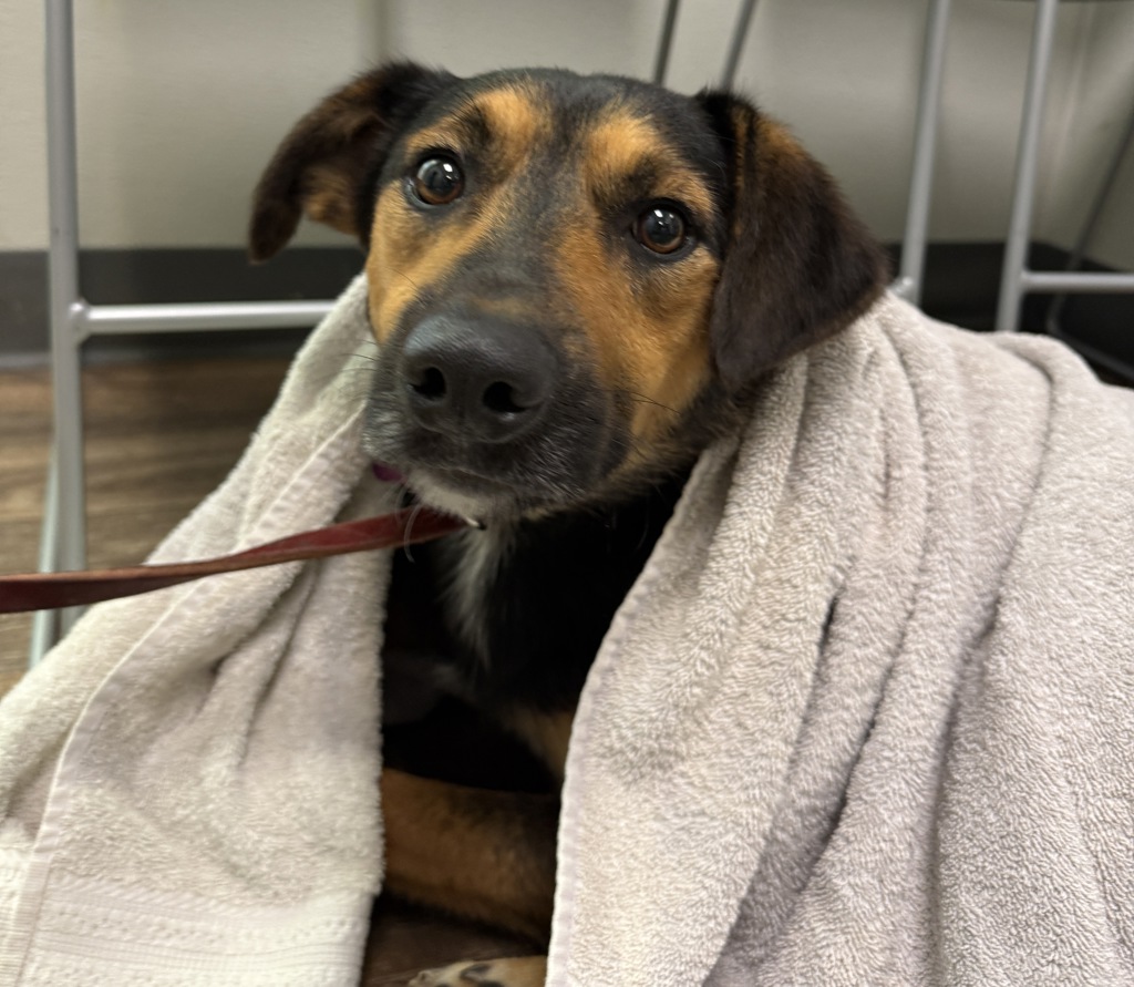 Shelter Stray Male Dog last seen Southcrest Neighborhood, San Diego, CA, 92113, 5500 Gaines St, San Diego, CA 92110, USA