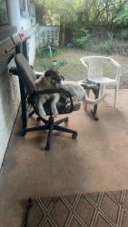 Lost Female Dog last seen N Midwest blvd,E Reno Ave, Midwest City, OK 73110