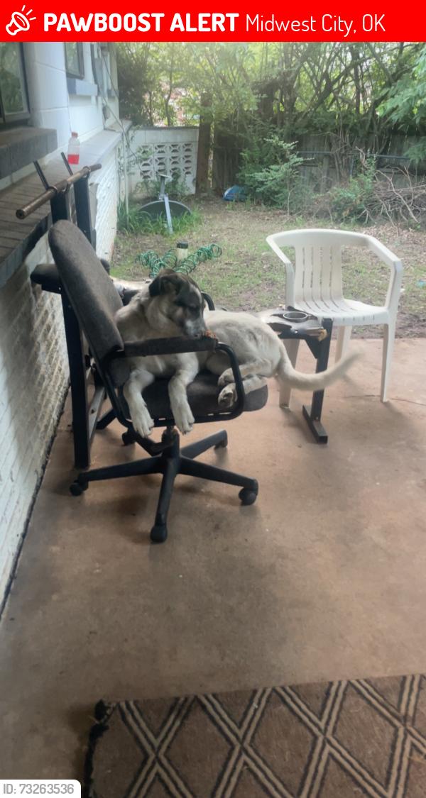 Lost Female Dog last seen N Midwest blvd,E Reno Ave, Midwest City, OK 73110