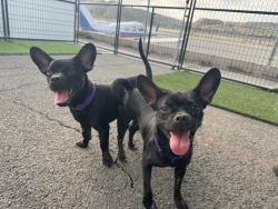Shelter Stray Female Dog last seen Cottingham Street, Oceanside, CA, 92054, Oceanside, CA 92058, USA