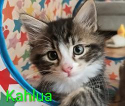 Shelter Stray Male Cat last seen 282nd / Powell Valley, GRESHAM, OR, 97080, 1700 W Historic Columbia River Hwy, Troutdale, OR 97060, USA
