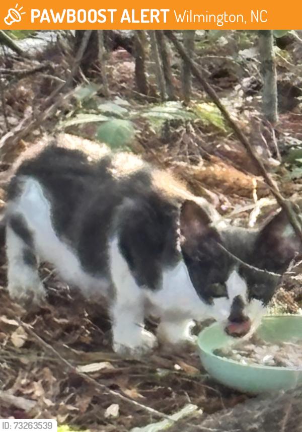 Found/Stray Unknown Cat last seen Military Cutoff Rd, Wilmington, NC 28401