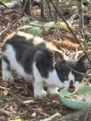 Found/Stray Unknown Cat last seen Military Cutoff Rd, Wilmington, NC 28401