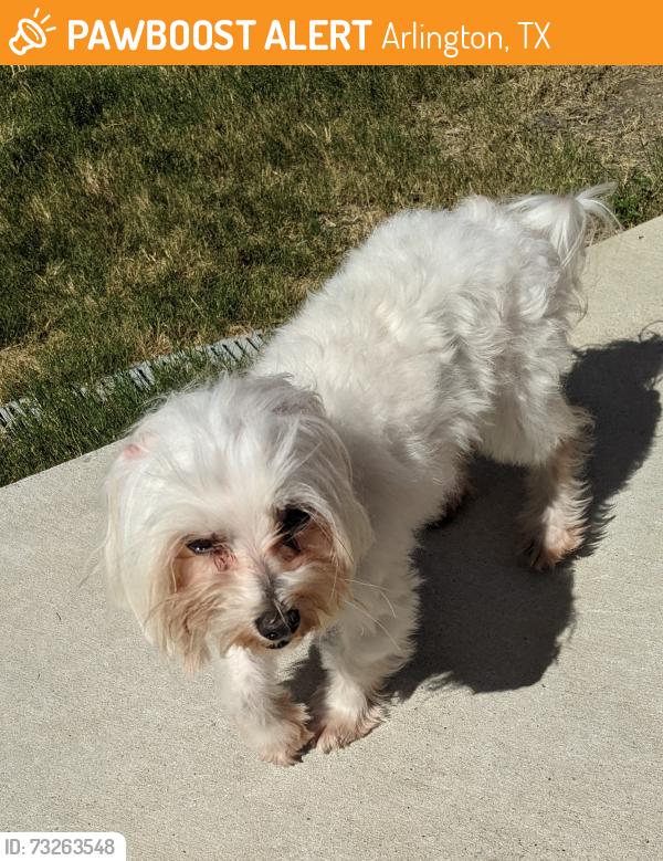 Found/Stray Male Dog last seen Cooper, Arlington, TX 76017