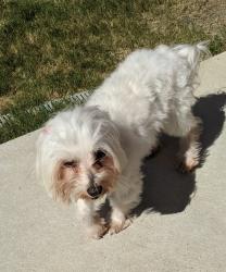 Found/Stray Male Dog last seen Cooper, Arlington, TX 76017