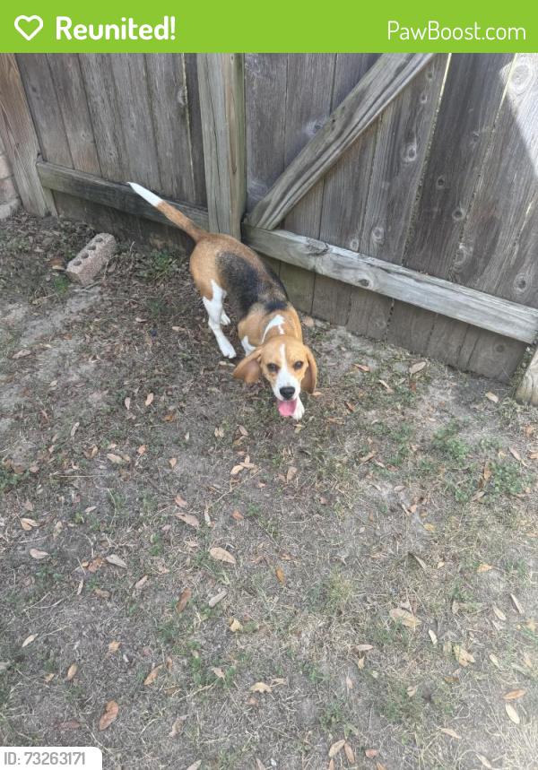 Reunited Female Dog last seen Green Valley Lane, Houston, TX 77064