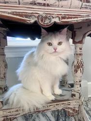 Lost Female Cat last seen Turner field, Sturbridge, MA 01566