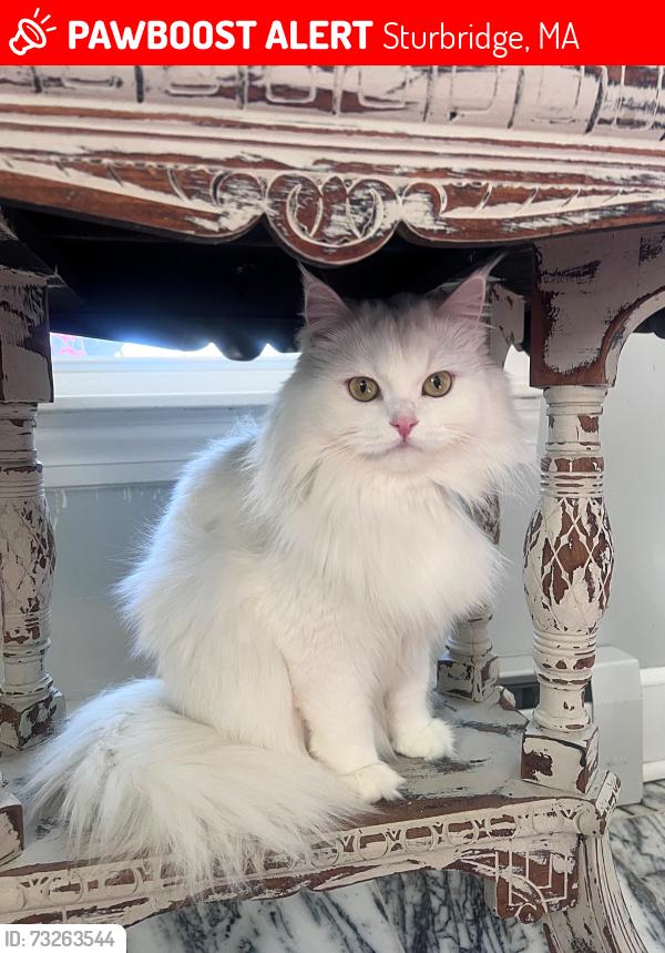 Lost Female Cat last seen Turner field, Sturbridge, MA 01566