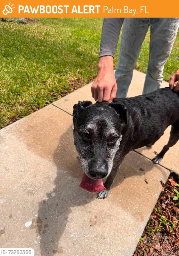 Found/Stray Female Dog last seen Di lido and Americana, Palm Bay, FL 32907