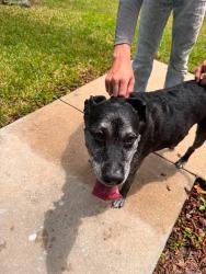 Found/Stray Female Dog last seen Di lido and Americana, Palm Bay, FL 32907