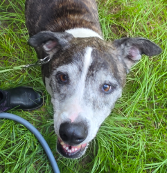 Reunited Female Dog last seen i-295 S bound, near Herlong Rd overpass, Jacksonville, FL 32221
