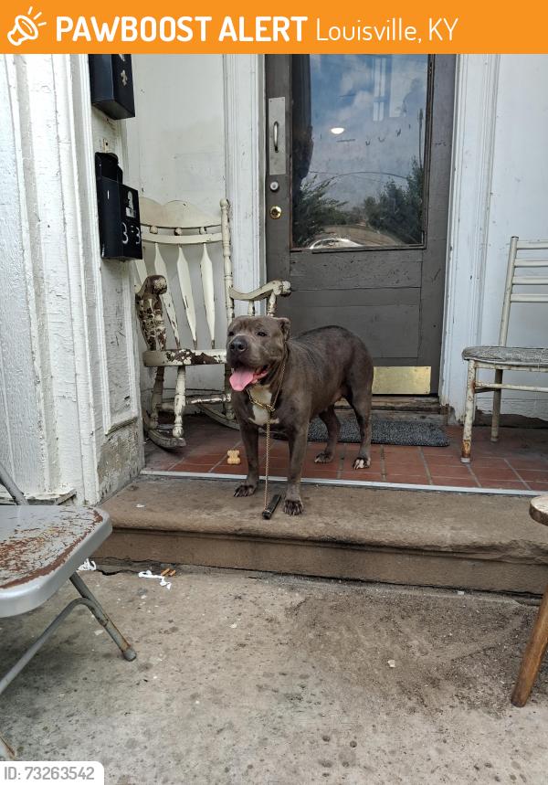 Found/Stray Female Dog last seen 20th, Louisville, KY 40212