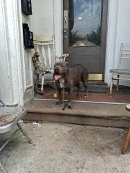 Found/Stray Female Dog last seen 20th, Louisville, KY 40212