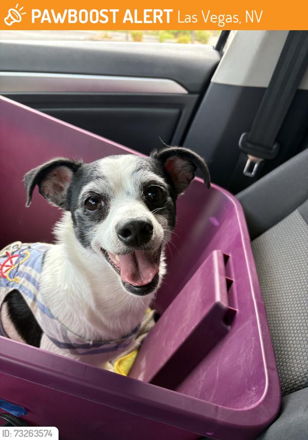 Found/Stray Male Dog last seen Forte apache and Maule, Las Vegas, NV 89148