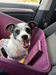 Found/Stray Male Dog last seen Forte apache and Maule, Las Vegas, NV 89148