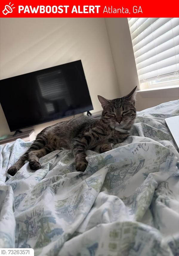 Lost Male Cat last seen Atlantic station sign on 17th street, Atlanta, GA 30363