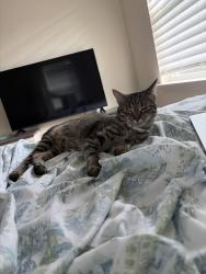 Lost Male Cat last seen Atlantic station sign on 17th street, Atlanta, GA 30363