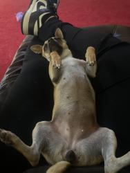 Lost Female Dog last seen Tuscany Farm Drive, Katy, TX 77493